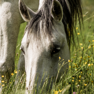 Gutschein zum Drucken Geburtstag